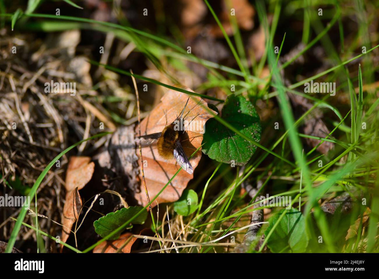 Api mosche o Bombyliidae Foto Stock