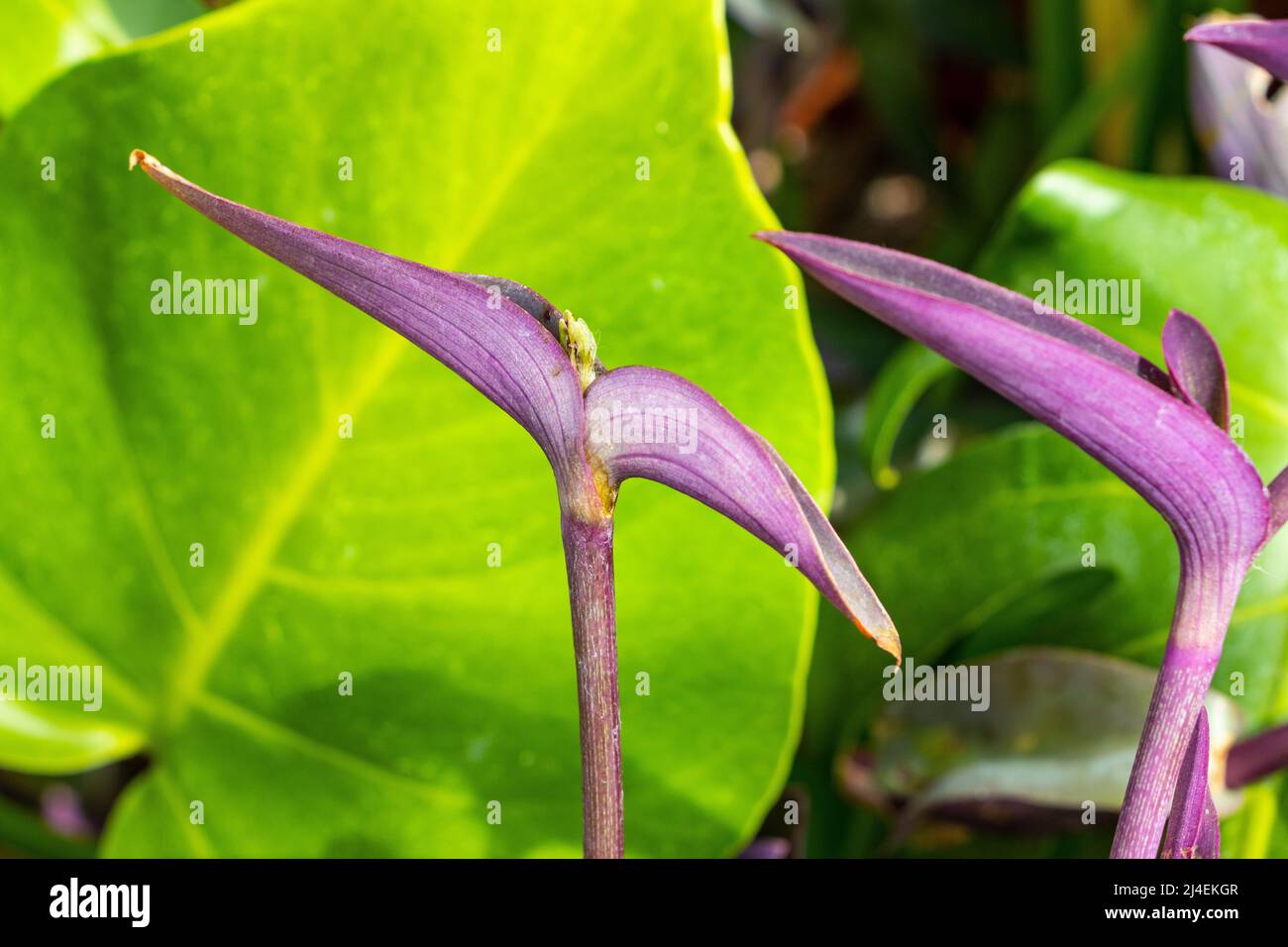 Tradescantia pallida cuore viola che girovagano i fiori degli ebrei Foto Stock