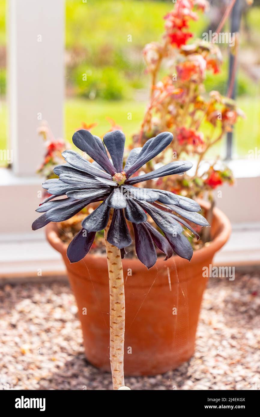 Una pianta succulenta in vaso con foglie scure e allungate esposte all'interno con uno sfondo sfocato di un'altra pianta in vaso. Foto Stock