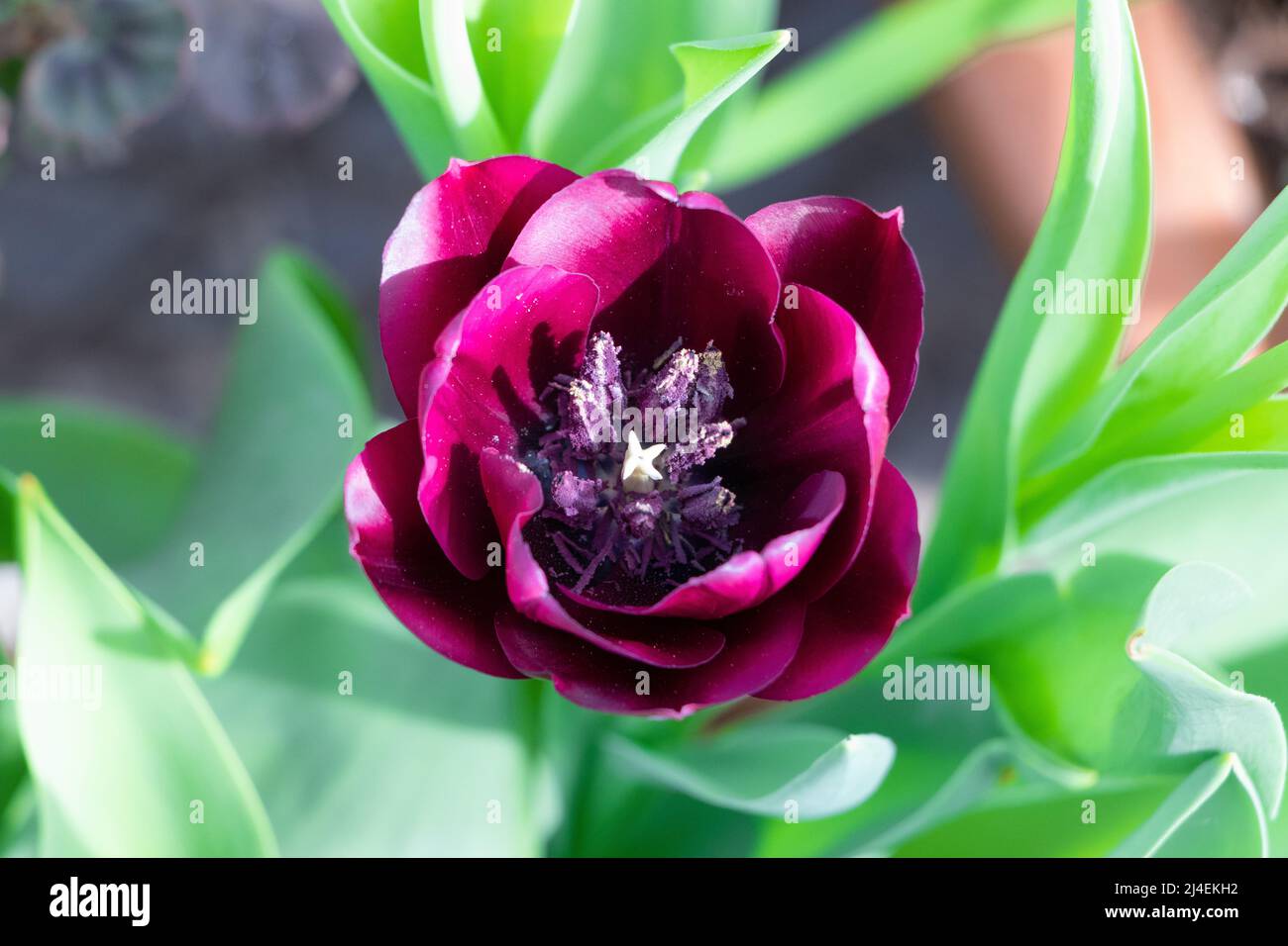 Doppia tulipano aperta Queen of Night Foto Stock