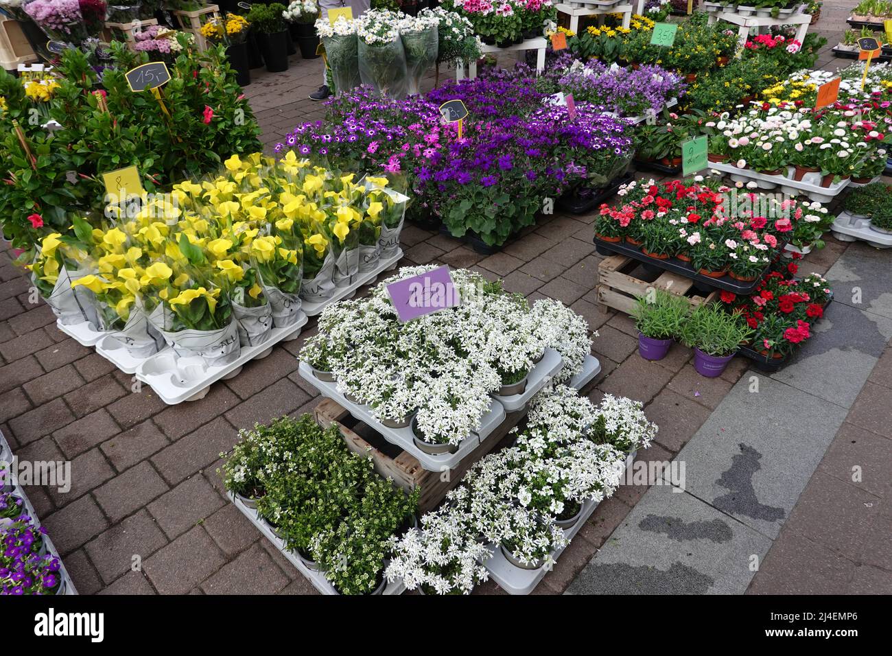 vielfältiges Angebot vor einem Blumengeschäft, Nordrhein-Westfalen, Deutschland, Brühl Foto Stock