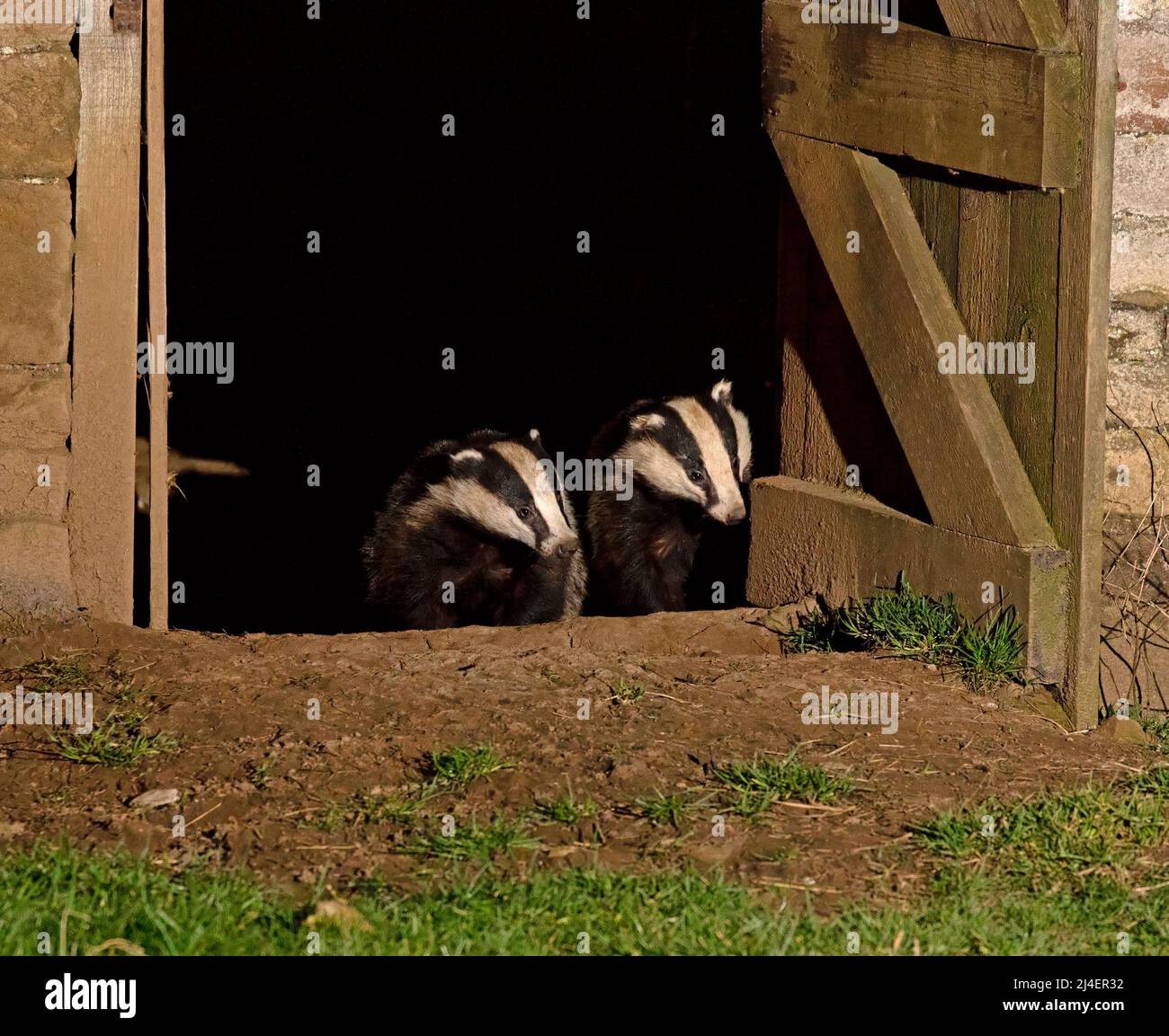 Badger europeo, Meles meles. Una famiglia di badger, cete, ha un nido, sett, all'interno di un fienile abbandonato a Wensleydale, Yorkshire Dales National Park. Due Male Foto Stock