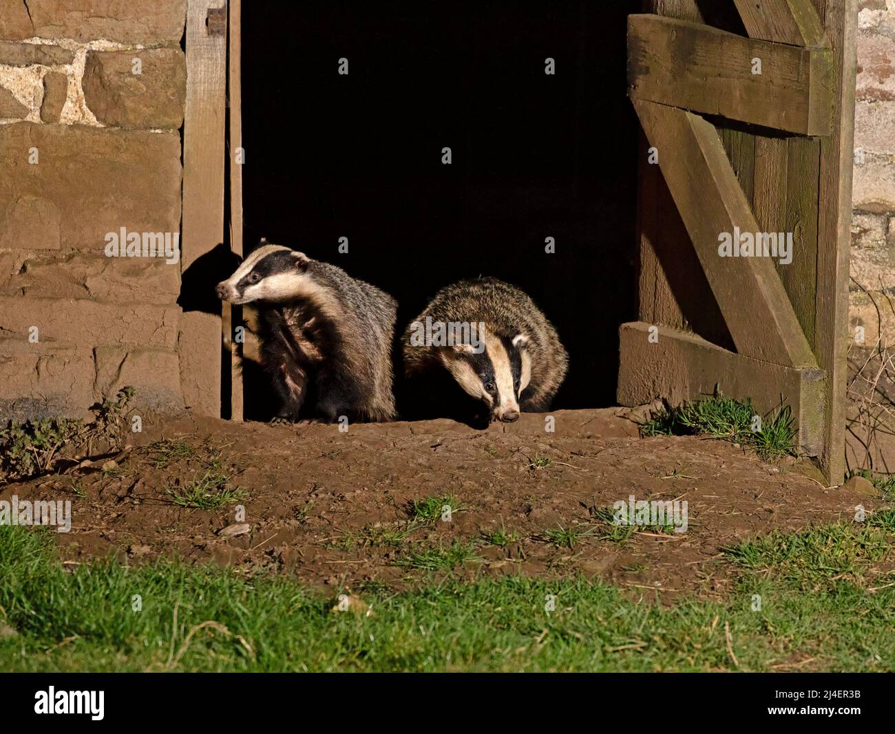 Badger europeo, Meles meles. Una famiglia di badger, cete, ha un nido, sett, all'interno di un fienile abbandonato a Wensleydale, Yorkshire Dales National Park. Due Male Foto Stock