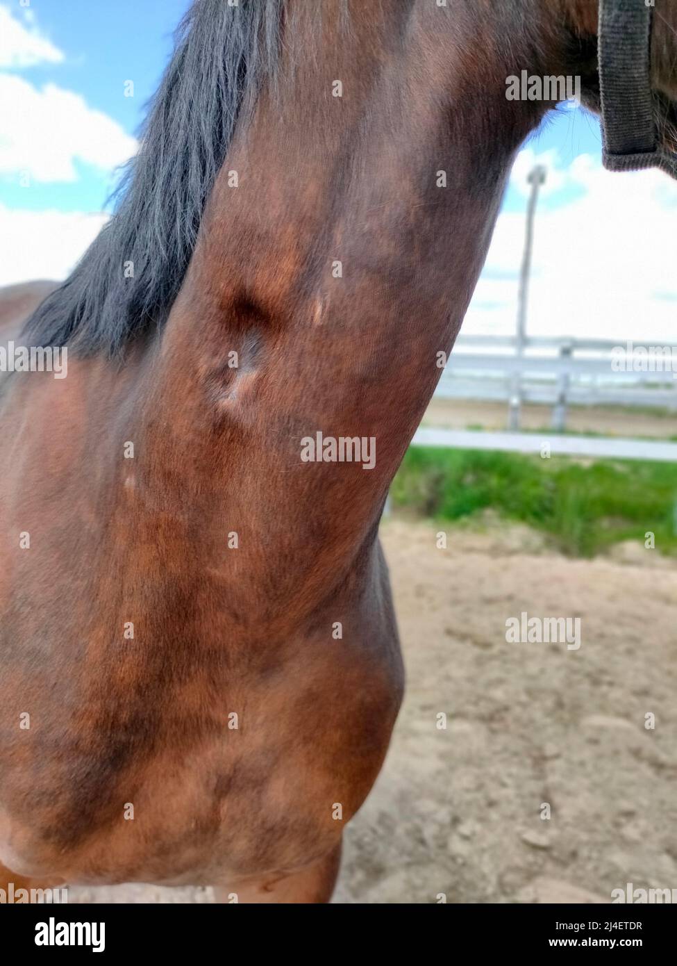 Atrofia muscolare visibile nel collo di un bel cavallo marrone con mana nera. Foto di alta qualità Foto Stock