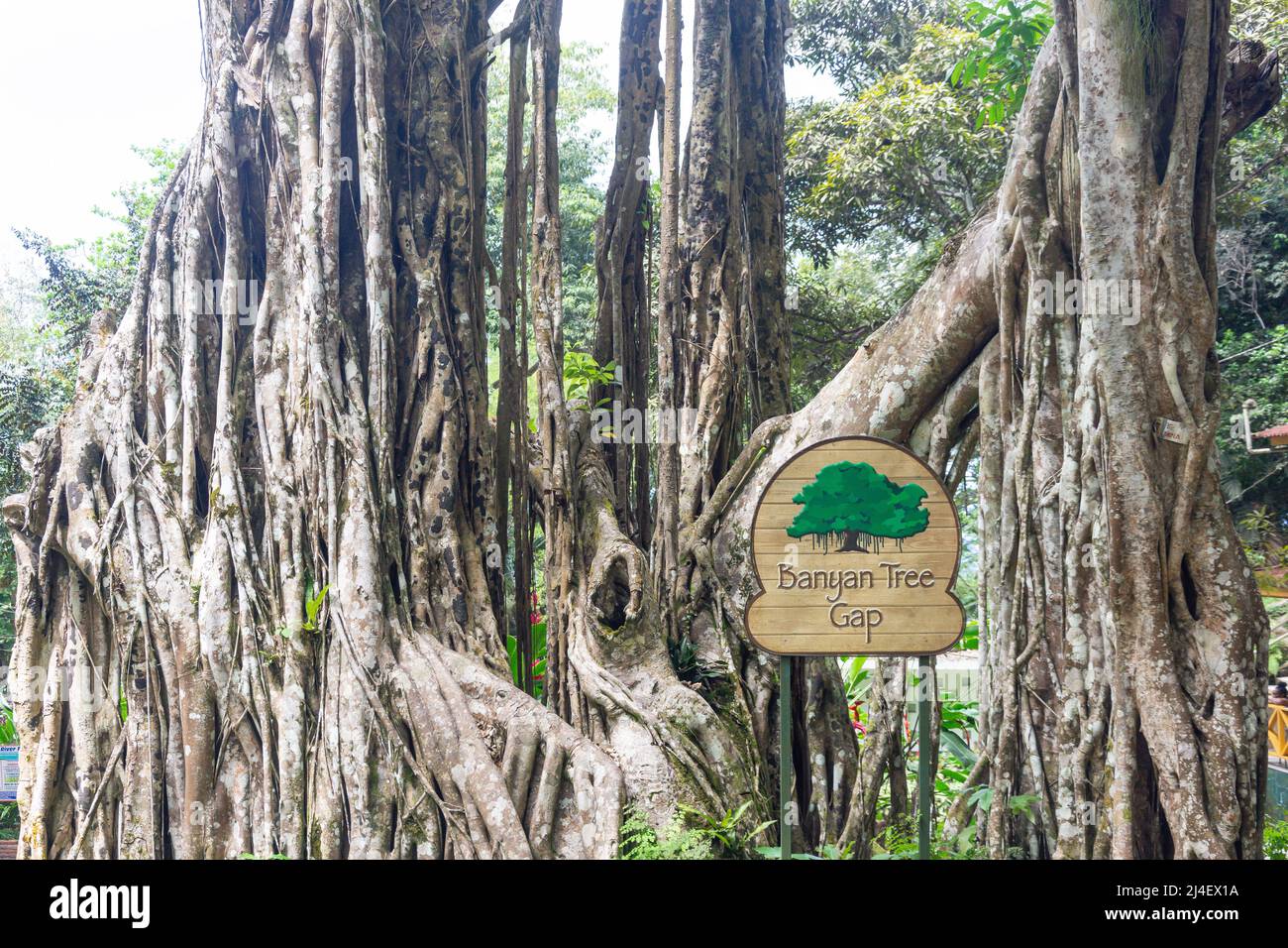 Banyan Tree Gap, Dunns River Falls, Ocho Rios, St Ann Parish, Giamaica, Antille grandi, Caraibi Foto Stock