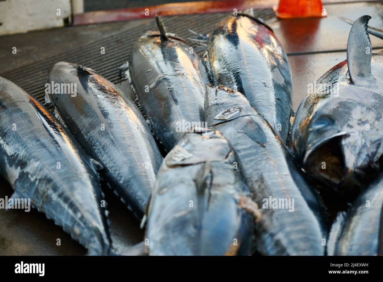 Mucchio di tonno grande pescato nell'Oceano Pacifico da pescatore sportivo, pescato, smistato, venduto a Fisherman's Landing, San Diego, California, USA Foto Stock