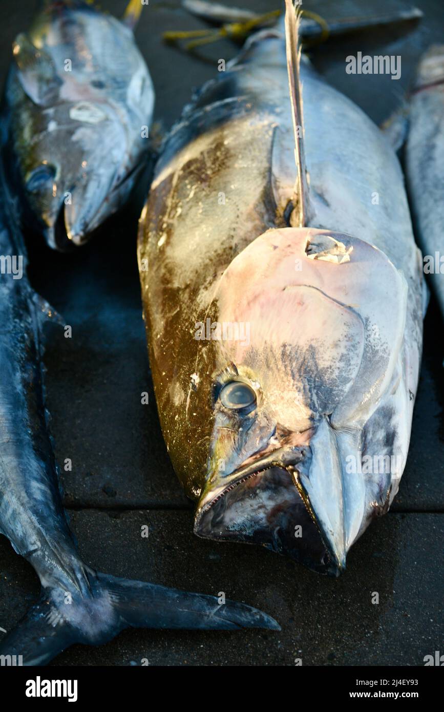 Mucchio di tonno grande pescato nell'Oceano Pacifico da pescatore sportivo, pescato, smistato, venduto a Fisherman's Landing, San Diego, California, USA Foto Stock