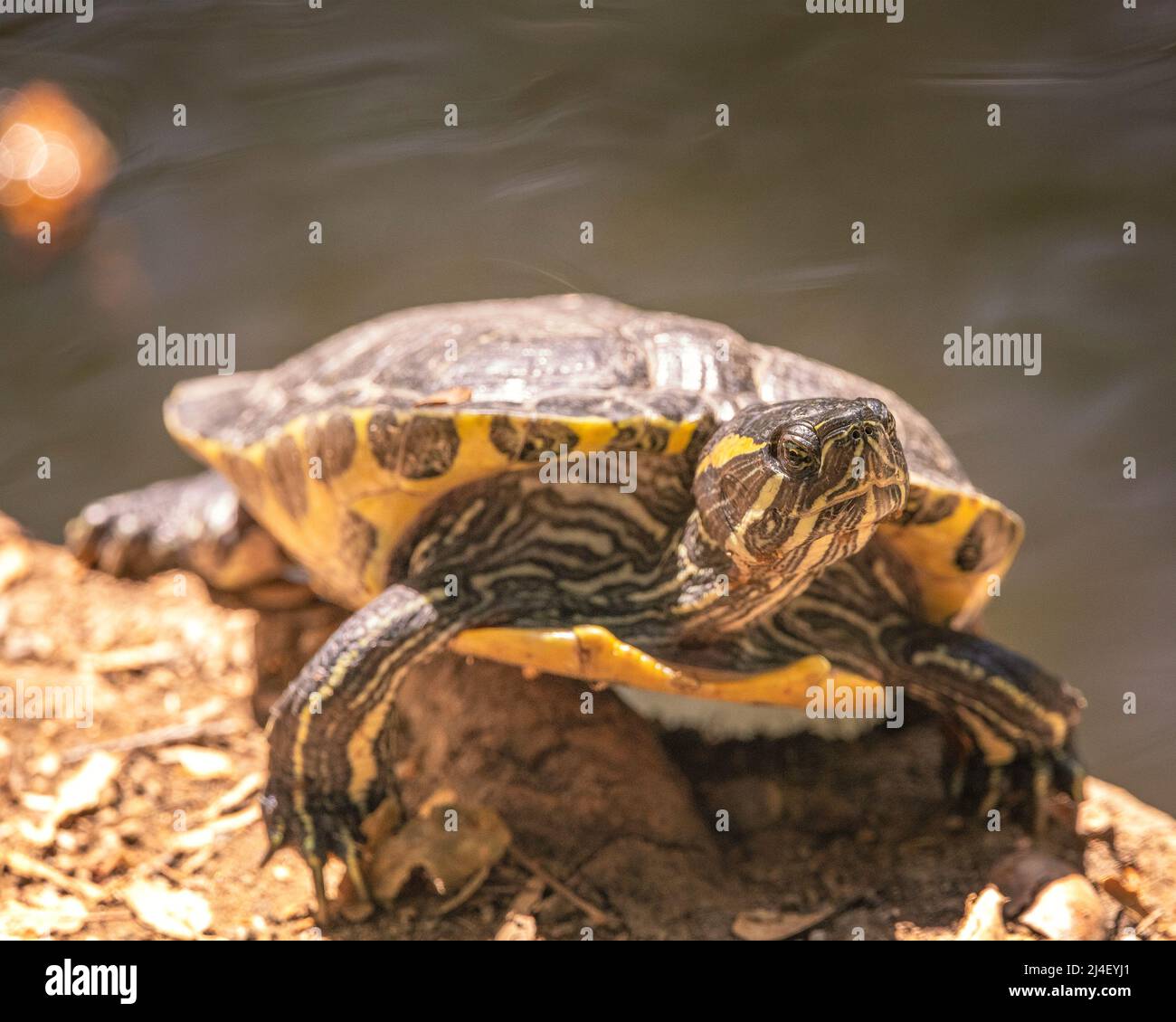 La tartaruga slider dalle orecchie rosse (Trachemys scripta elegans) si basa sulle rive di un laghetto nel Franklin Canyon a Beverly Hills, California. Foto Stock