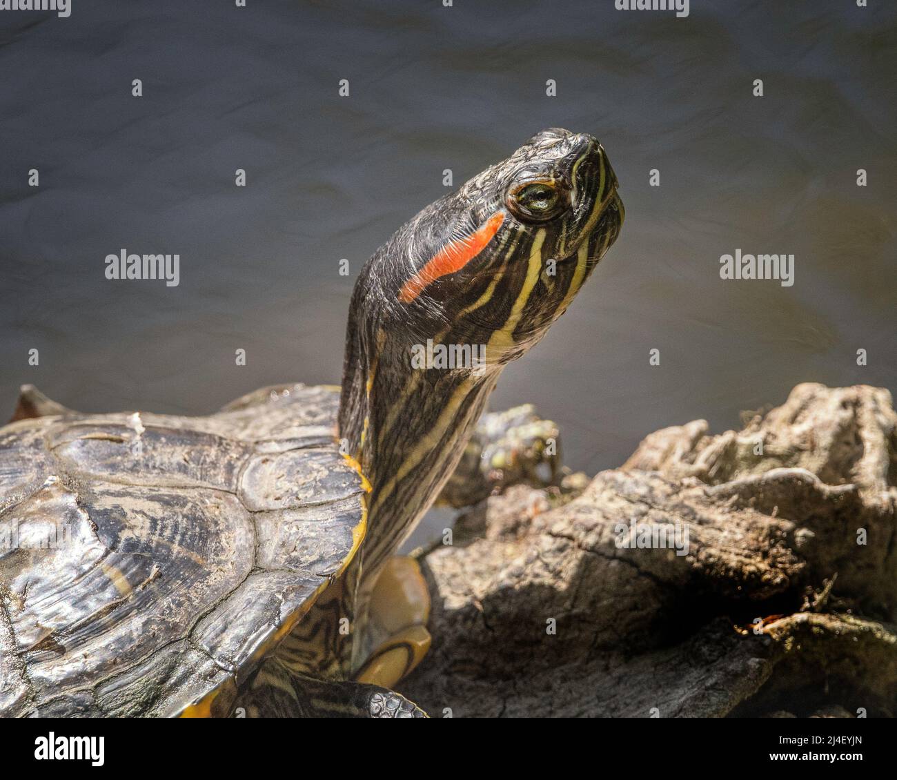 La tartaruga slider dalle orecchie rosse (Trachemys scripta elegans) si basa sulle rive di un laghetto nel Franklin Canyon a Beverly Hills, California. Foto Stock