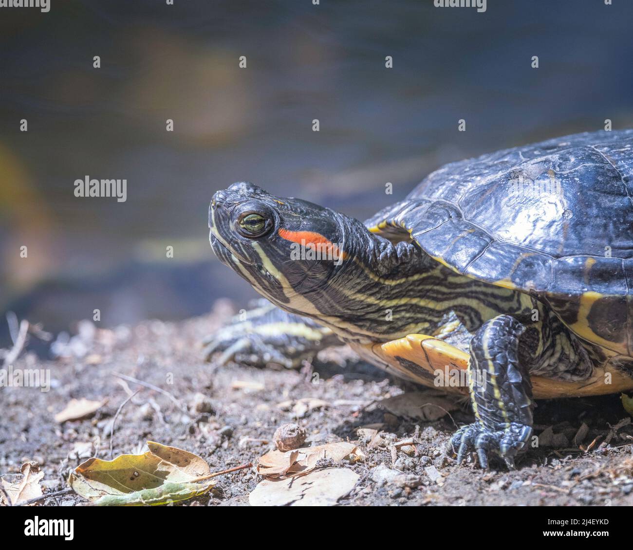 La tartaruga slider dalle orecchie rosse (Trachemys scripta elegans) si basa sulle rive di un laghetto nel Franklin Canyon a Beverly Hills, California. Foto Stock