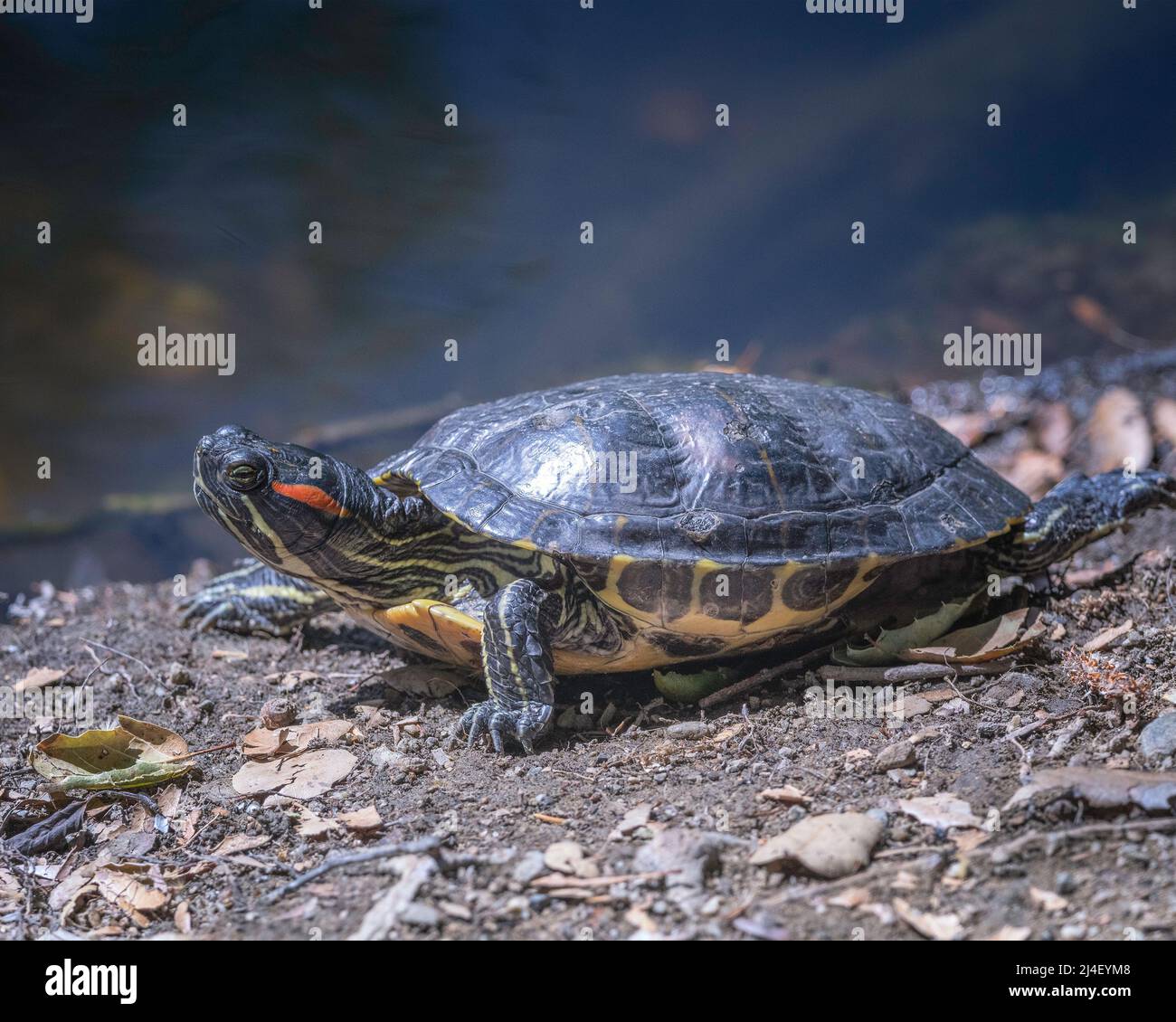 La tartaruga slider dalle orecchie rosse (Trachemys scripta elegans) si basa sulle rive di un laghetto nel Franklin Canyon a Beverly Hills, California. Foto Stock