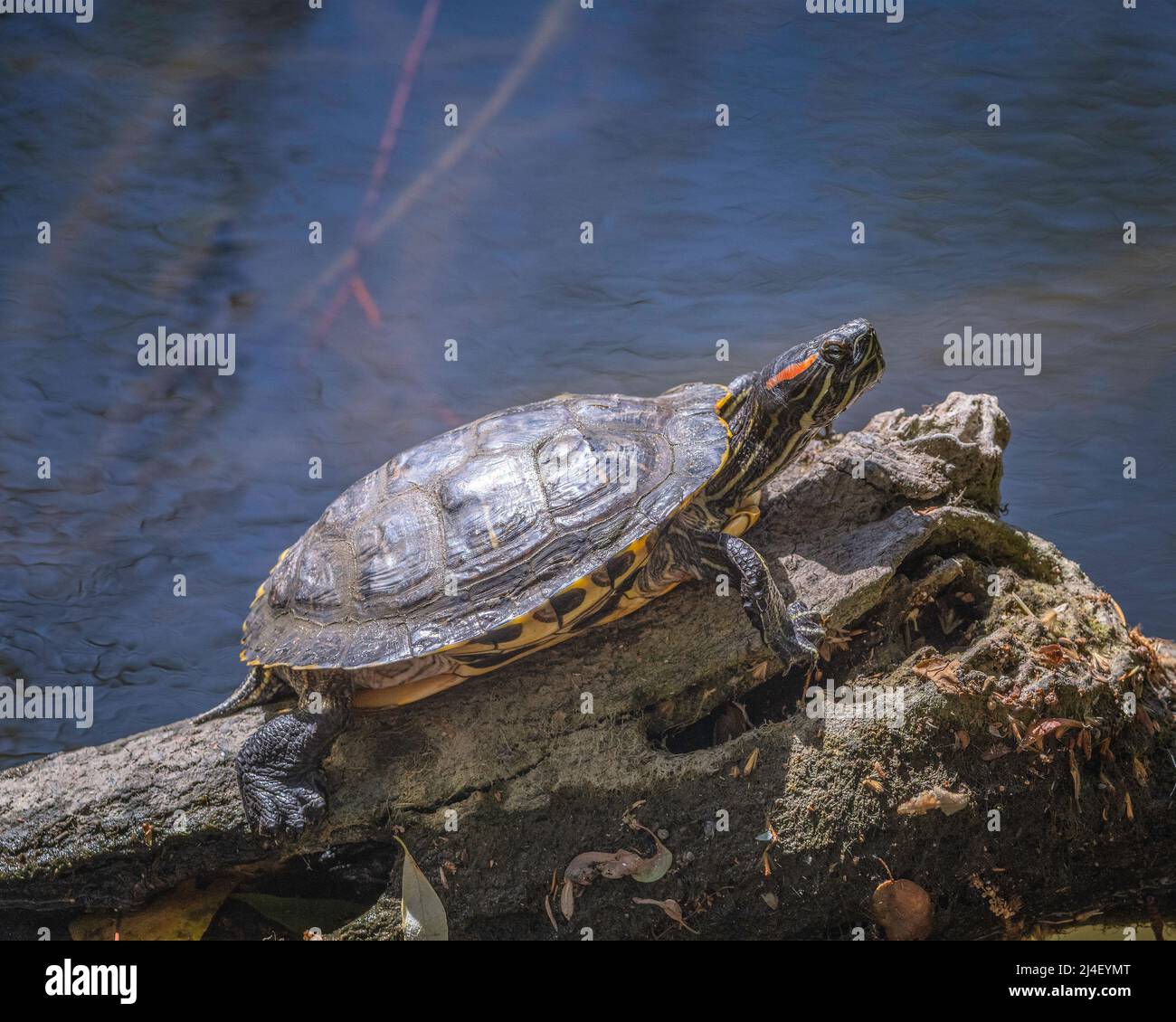 La tartaruga slider dalle orecchie rosse (Trachemys scripta elegans) si basa sulle rive di un laghetto nel Franklin Canyon a Beverly Hills, California. Foto Stock