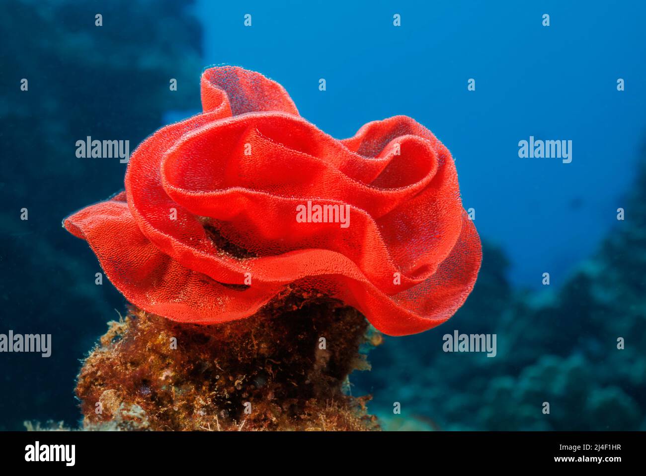 Red Eggmass di un ballerino spagnolo nudibranco, Hexabranchus sanguineus, Hawaii, USA. Foto Stock