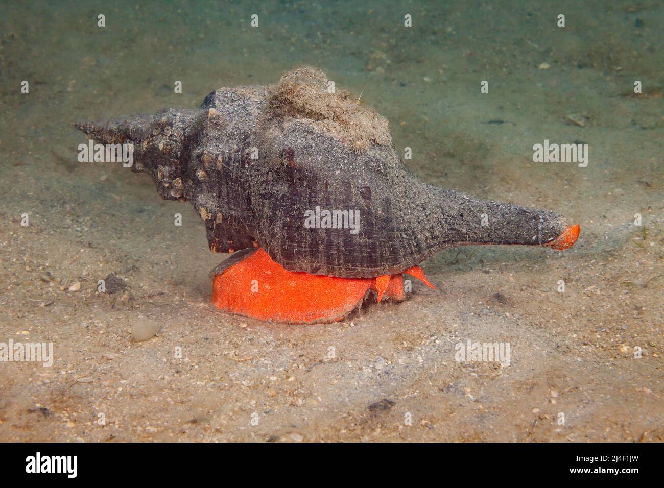Il Florida Horse Conch, Pleuroploca gigantea, è uno dei più grandi gasteropodi del mondo ed è anche noto come il guscio gigante della band, l'offi della Florida Foto Stock