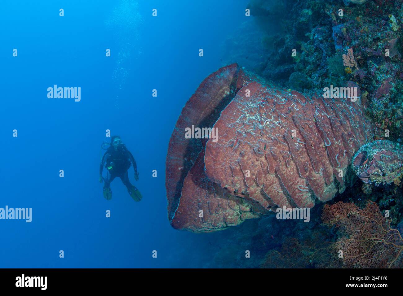 Un subacqueo (MR) e una spugna a botte grande, Xestospugia testudinaria, che filtra materiale organico dalla colonna d'acqua su una barriera corallina in Indonesia. Foto Stock