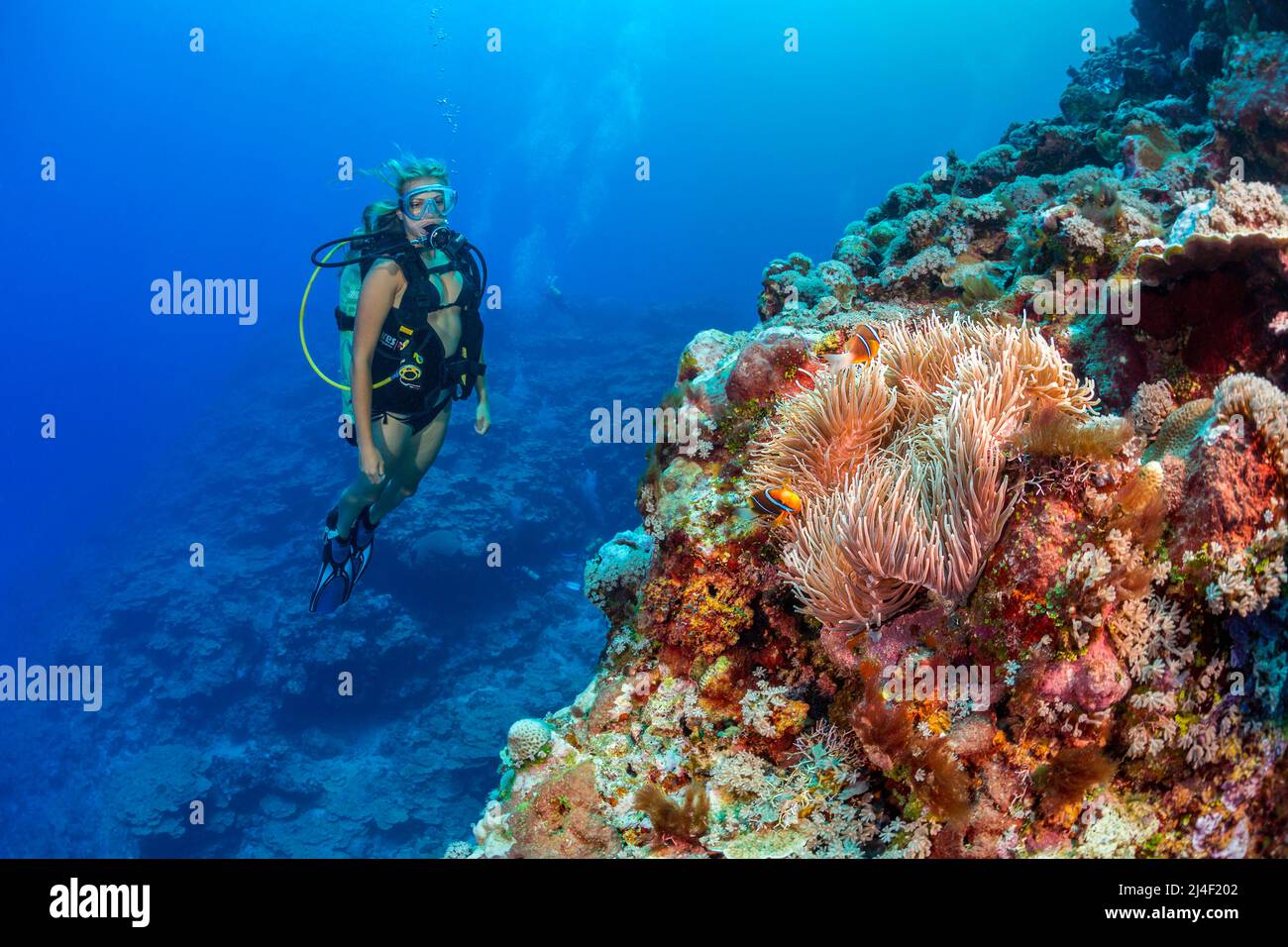 Un subacqueo (MR) e Clark, anemonefish Amphiprion clarkii, sulla superficie esterna della parete della barriera corallina al largo dell'isola di Yap, Micronesia. Foto Stock