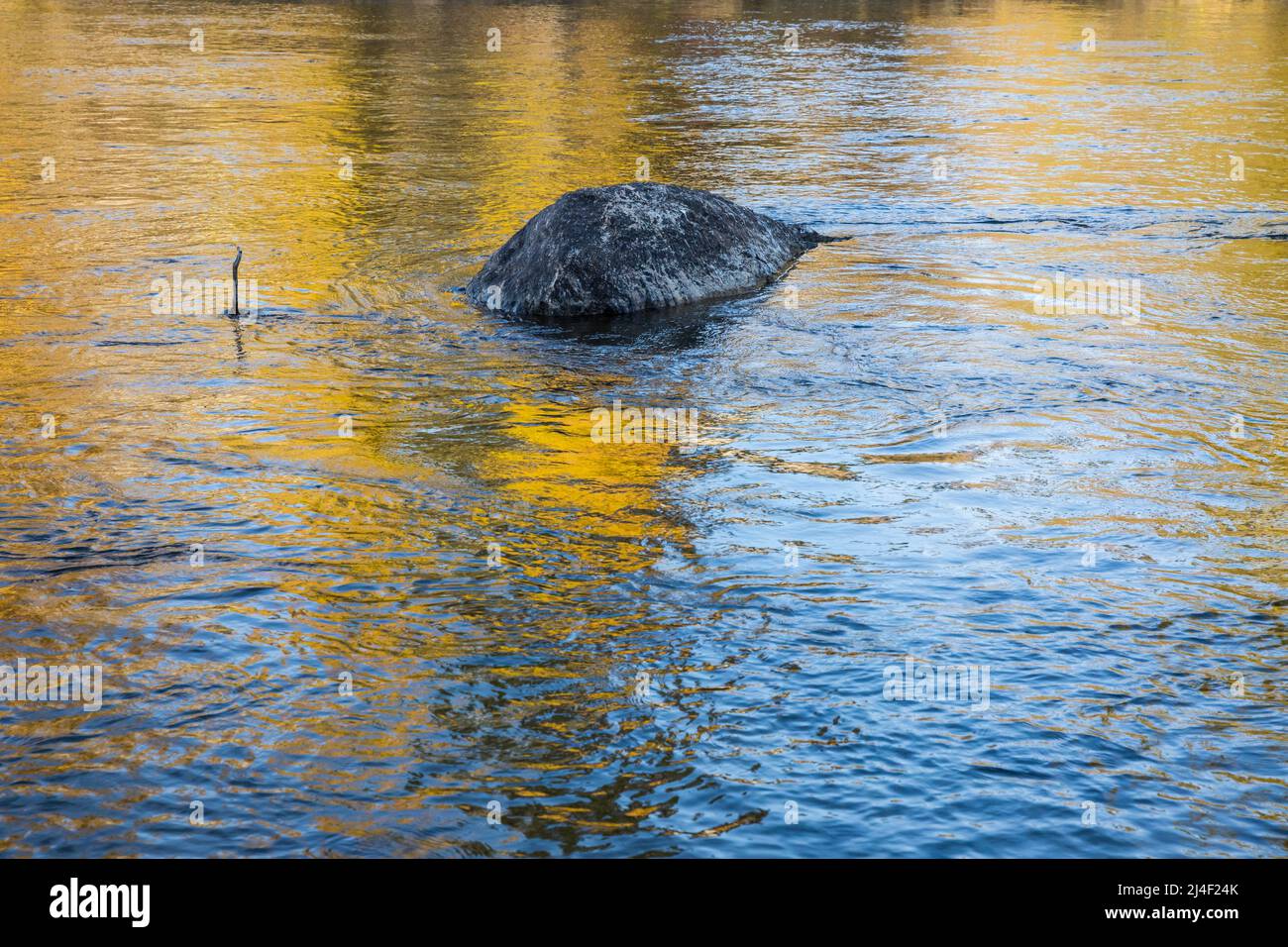 Una roccia nel fiume Yakima e riflessi dei colori autunnali degli alberi che si riflettono sull'acqua, Washington, USA. Foto Stock