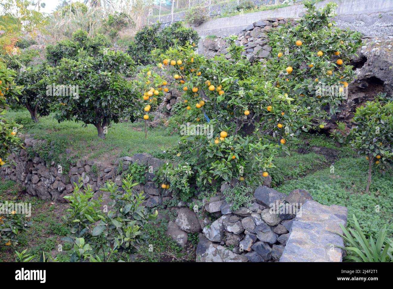 Un boschetto di arance spagnole di agrumi che crescono su alberi in una fattoria nella zona di Los Realejos, sull'isola di Tenerife, Isole Canarie, Spagna. Foto Stock