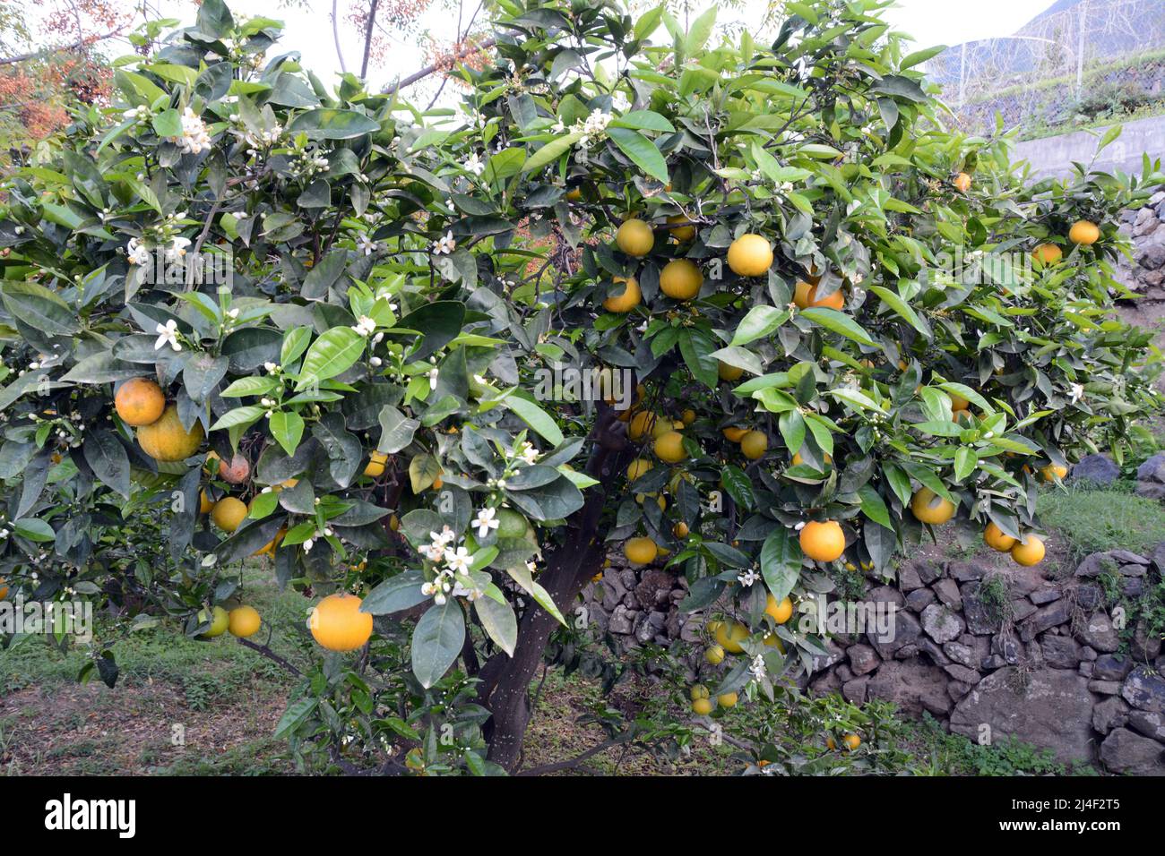 Un boschetto di arance spagnole di agrumi che crescono su alberi in una fattoria nella zona di Los Realejos, sull'isola di Tenerife, Isole Canarie, Spagna. Foto Stock