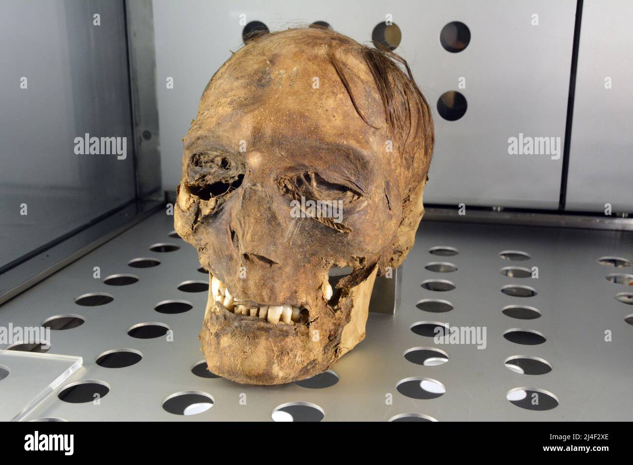 Un cranio mummificato delle mummie Guanche, dell'antica comunità berbera di Tenerife, in mostra in un museo a Santa Cruz, Isole Canarie, Spagna. Foto Stock