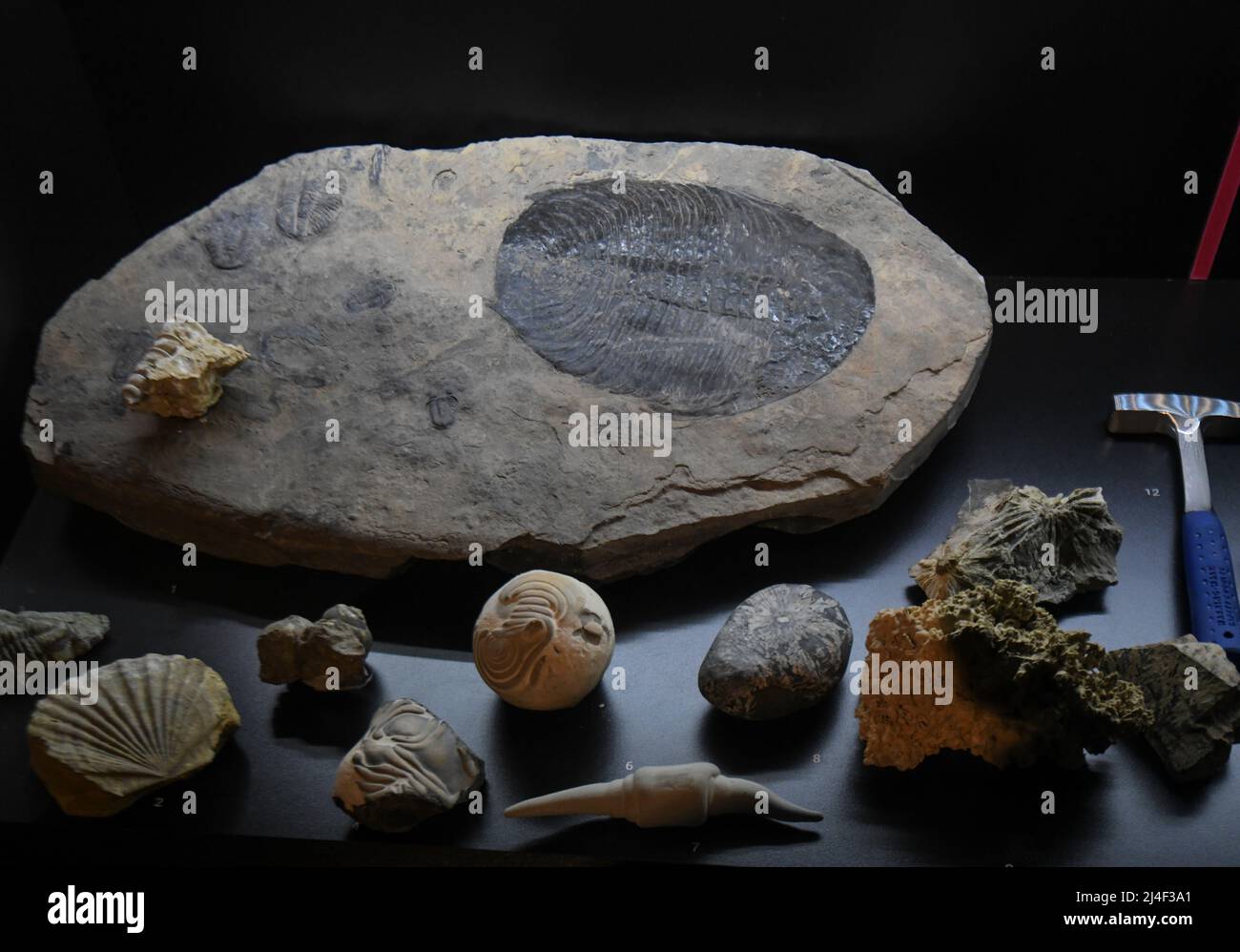 Fossili della mostra "vita entro un miliardo di anni". Museo del Parco Postojnska Jama, Slovenia Foto Stock
