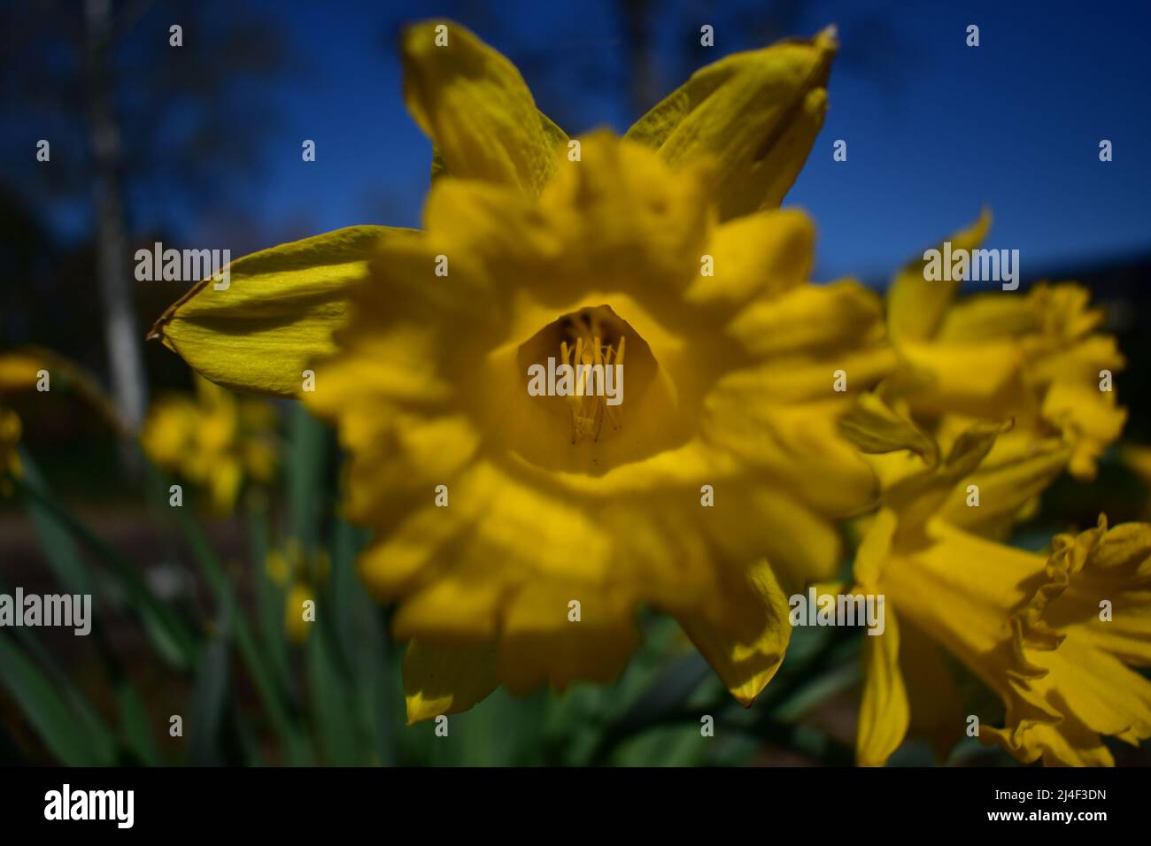 Osterglocke, Daffodil, Narzisse, Blume, Ostern, Frühling, Frühjahr, Blüte, Makro, gelb, Pflanze, Botanik, Garten, Schönheit Foto Stock