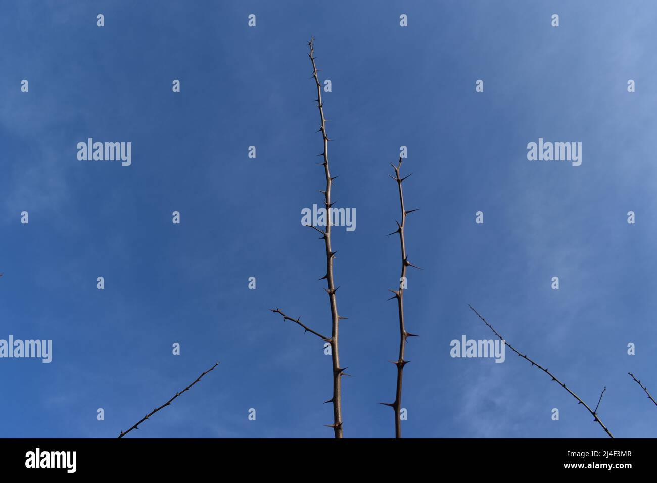 Per aspera ad astra immagini e fotografie stock ad alta risoluzione - Alamy