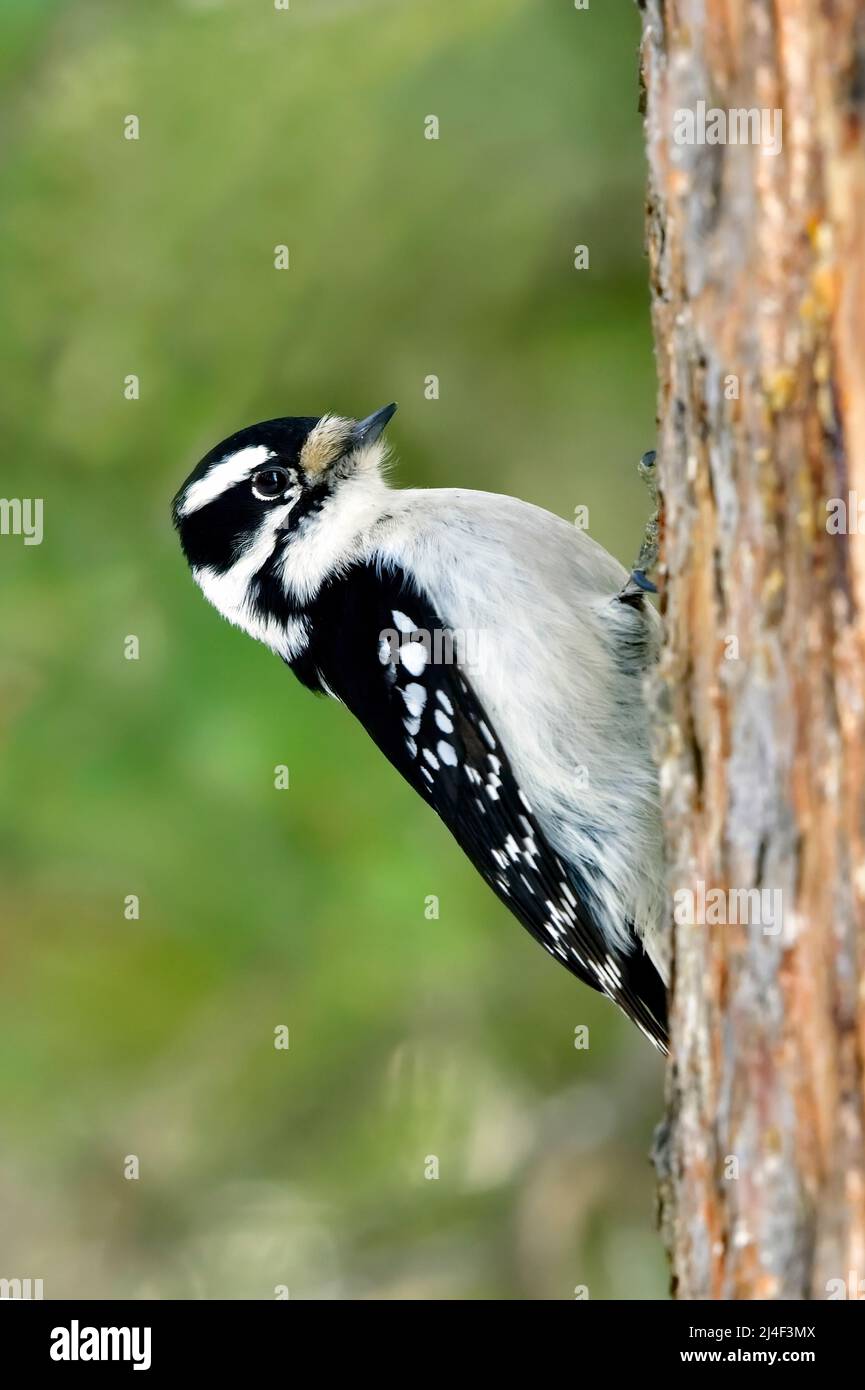 Un picchio di Downey Picoides pubescens; camminando su un tronco di albero foraging per insetti nel Alberta rurale Canada. Foto Stock