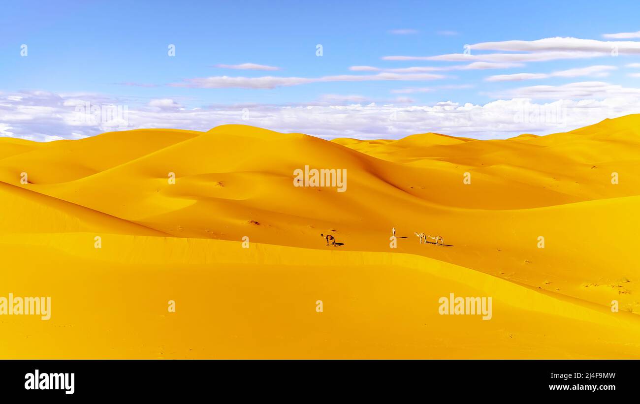 Quattro cammelli dromedari nel mezzo del deserto del Sahara a Taghit, Bechar. Dune di sabbia dorata con cielo blu nuvoloso. formato 16:9. Foto Stock