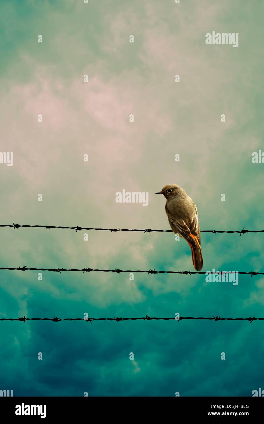 uccello su un filo Foto Stock