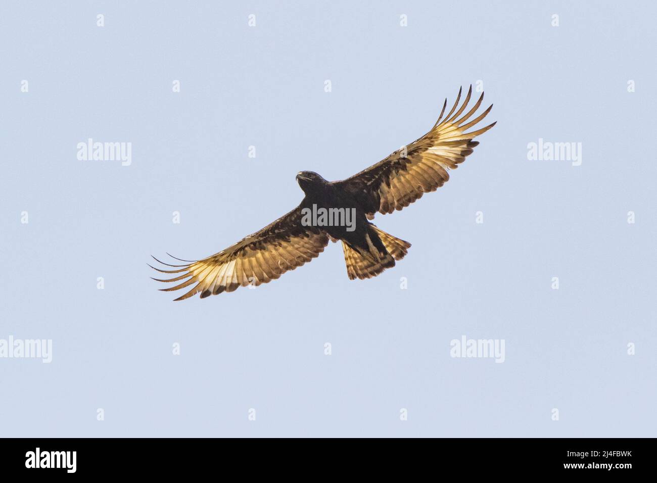 Brown Snake Eagle in volo fotografato in Africa occidentale con Copy Space Foto Stock