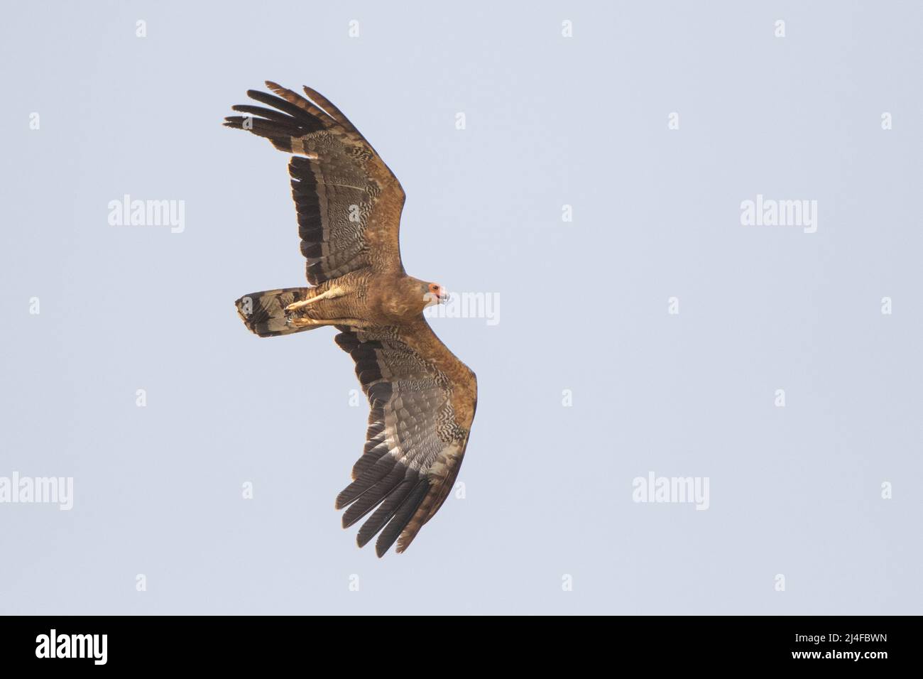 African Harrier Hawk. Immaturo in volo con spazio di copia Foto Stock