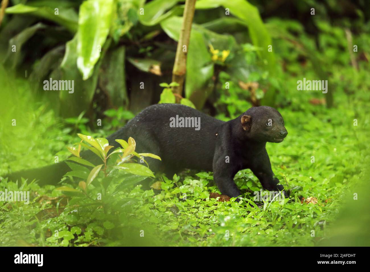 Il tayra (Eira barbara) è un animale onnivoro della famiglia delle donnaioli, originario delle Americhe. Natura del Costa Rica. Carino pericolo mammifero in habitat. Foto Stock