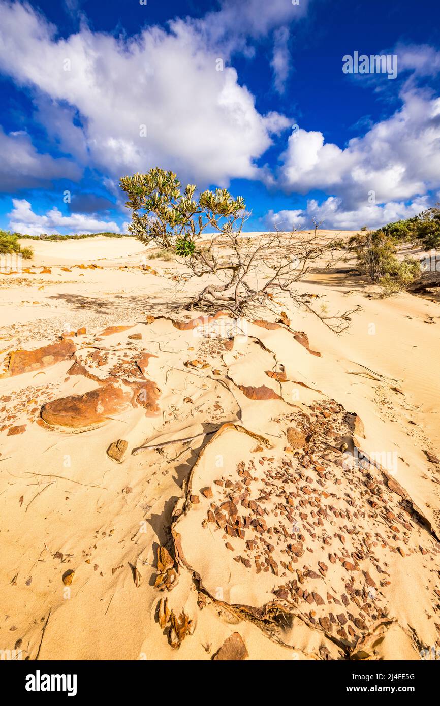 Un paesaggio insolito attende i visitatori del Wungul Sandblow sull'isola di Fraser. Queensland, Australia Foto Stock