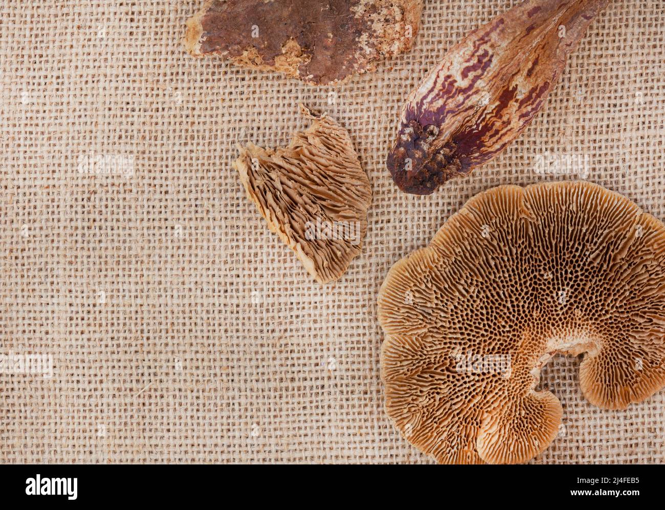 posa piatta di fungo di albero essiccato o fungo di foresta e altri legno decorativo organico e semi su una superficie di tessuto hessian, naturale con spazio di copia Foto Stock