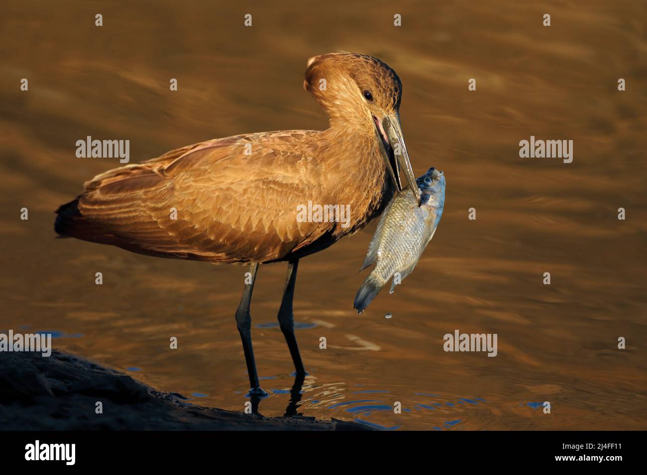 Un uccello hamerkop (Scopus umbretta) che cattura un pesce, Kruger National Park, Sudafrica Foto Stock