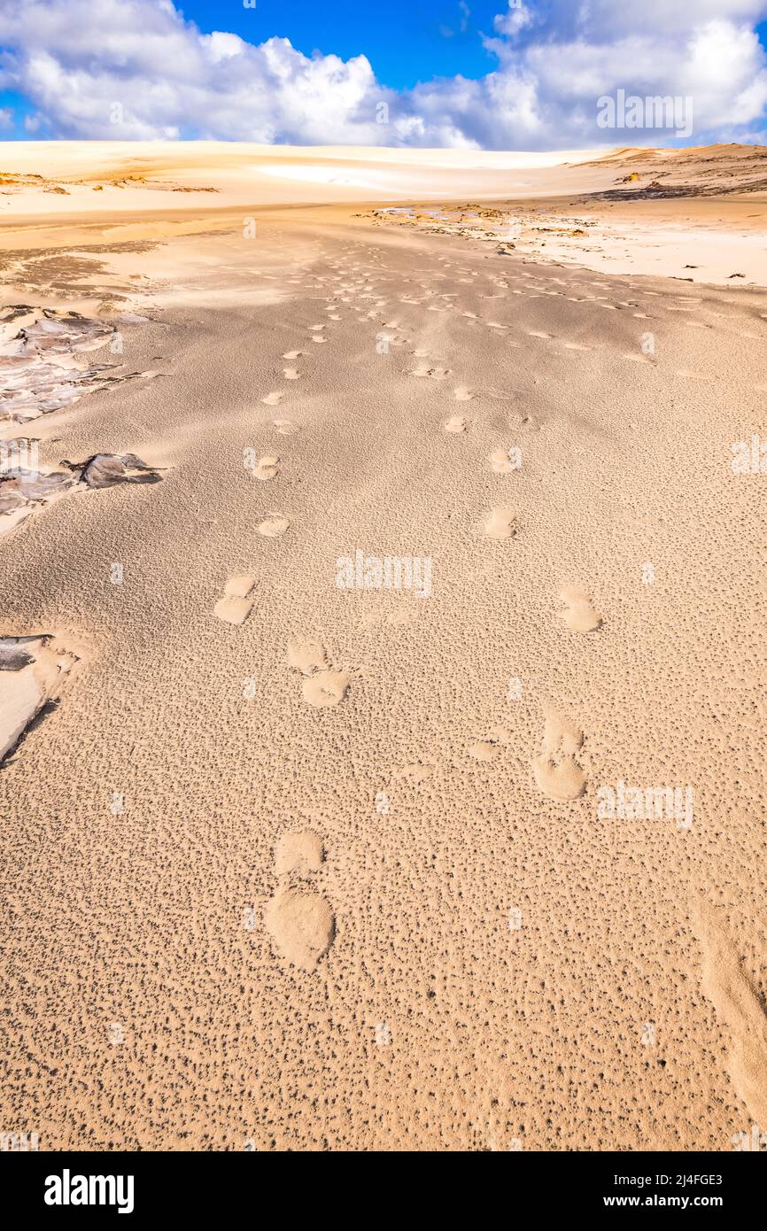 Impronte nelle dune di sabbia al Wungul Sandblow, Fraser Island, Queensland, Australia Foto Stock