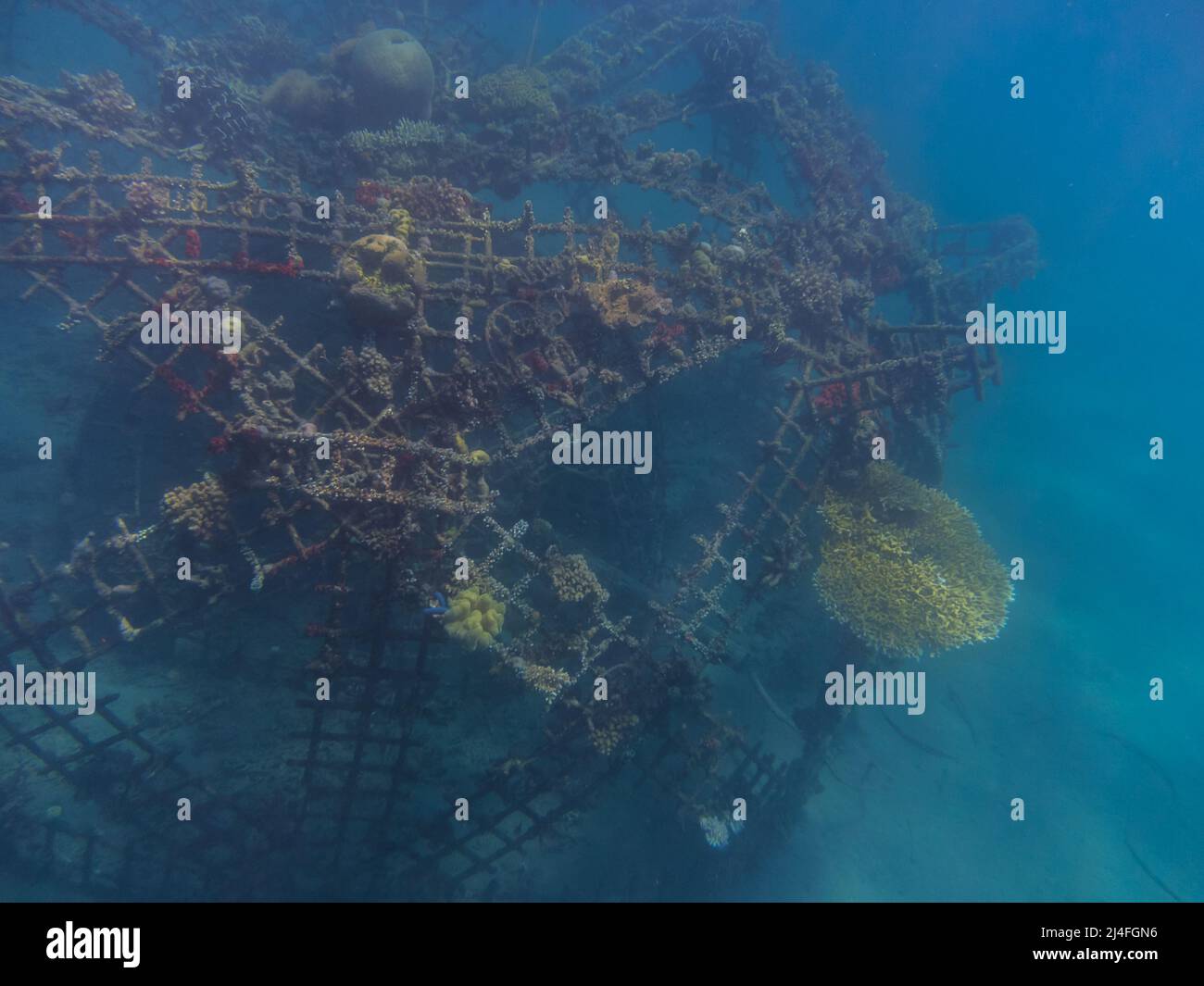 costruzione di griglie con corallo colorato in mare Foto Stock