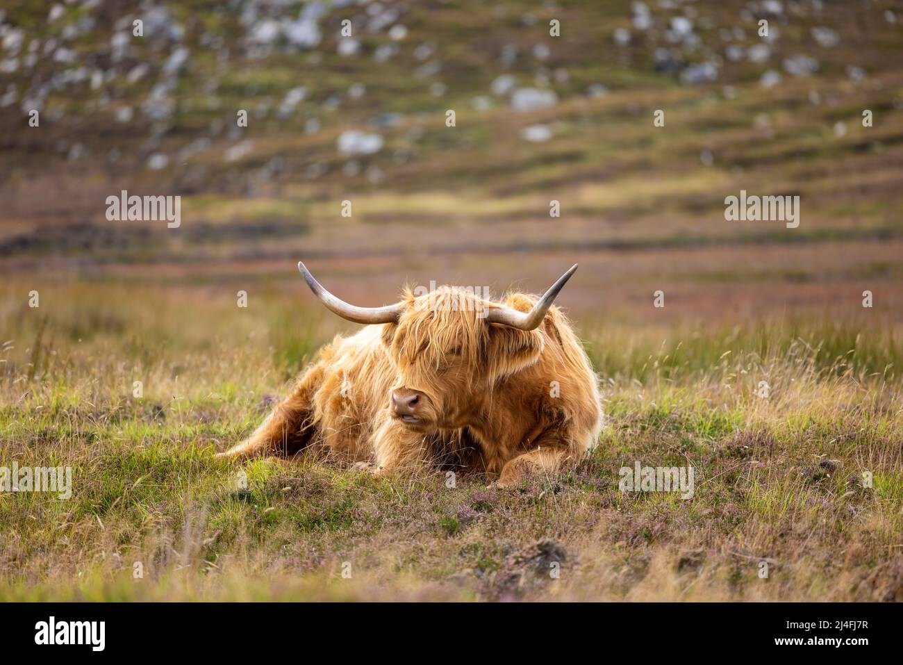 Bestiame delle Highland che pascola in Scozia Foto Stock