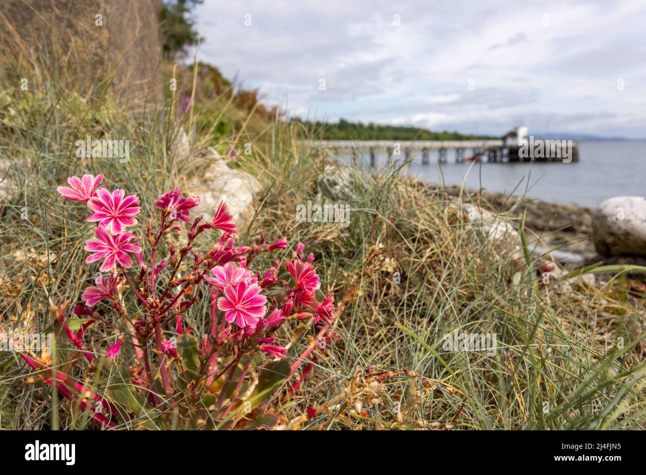 Cliff MAAids fiori in Scozia Foto Stock