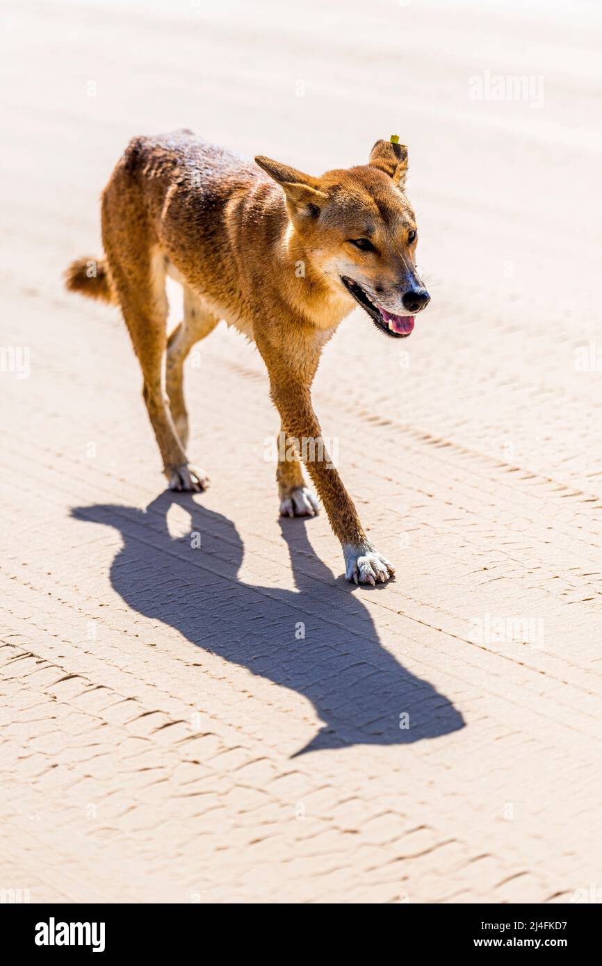 Dingo (Canis lupus dingo) maschio adulto, su Seventy Five Mile Beach, Fraser Island, Queensland, Australia Foto Stock