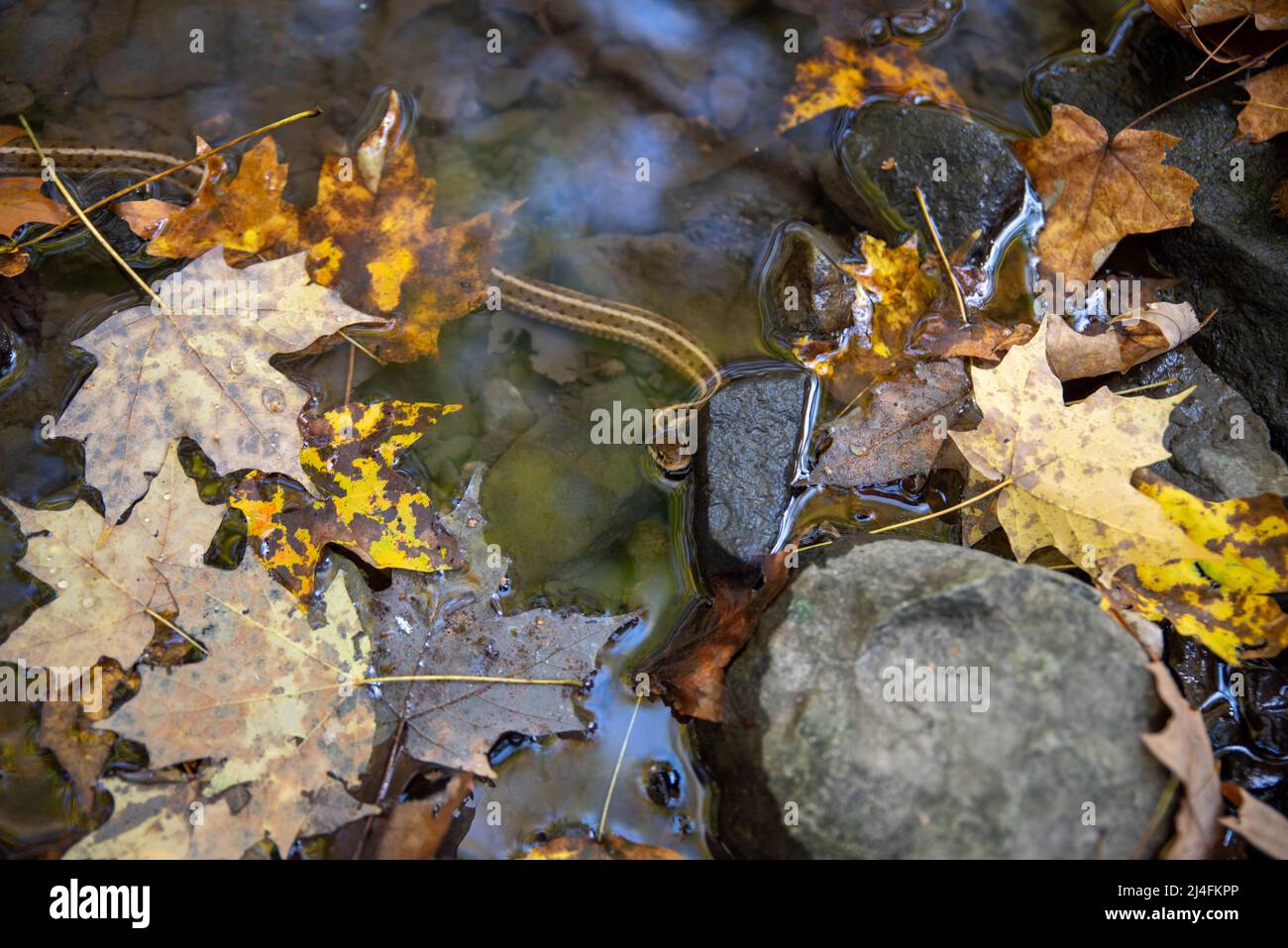 Il serpente della garter camouflaged thamnophis sirtalis solleva la sua testa da un flusso della Pennsylvania accanto alle pietre e alle foglie di giallo autunno. Spazio copia, nessun peo Foto Stock