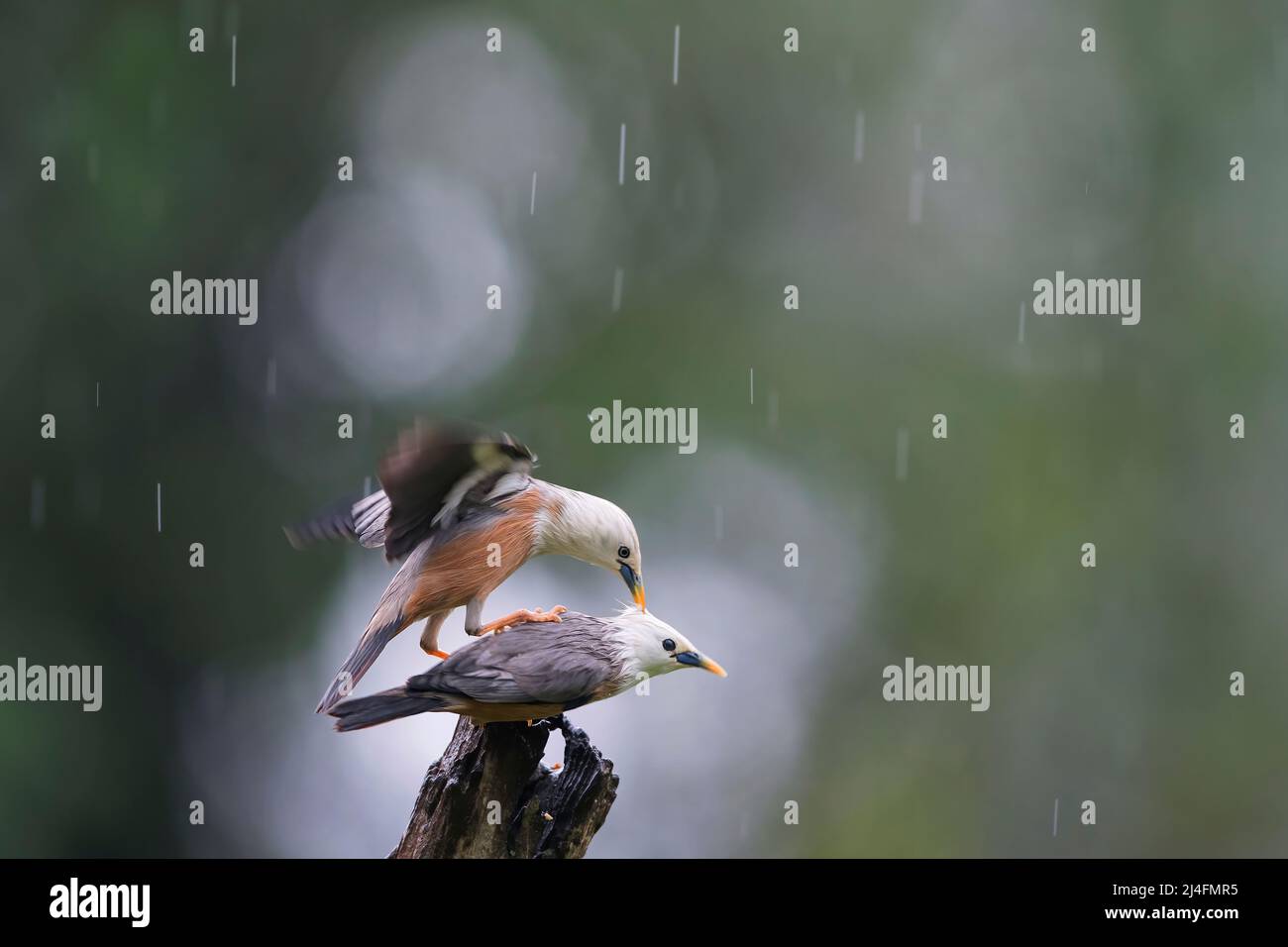 Chesnut coda starlings Foto Stock