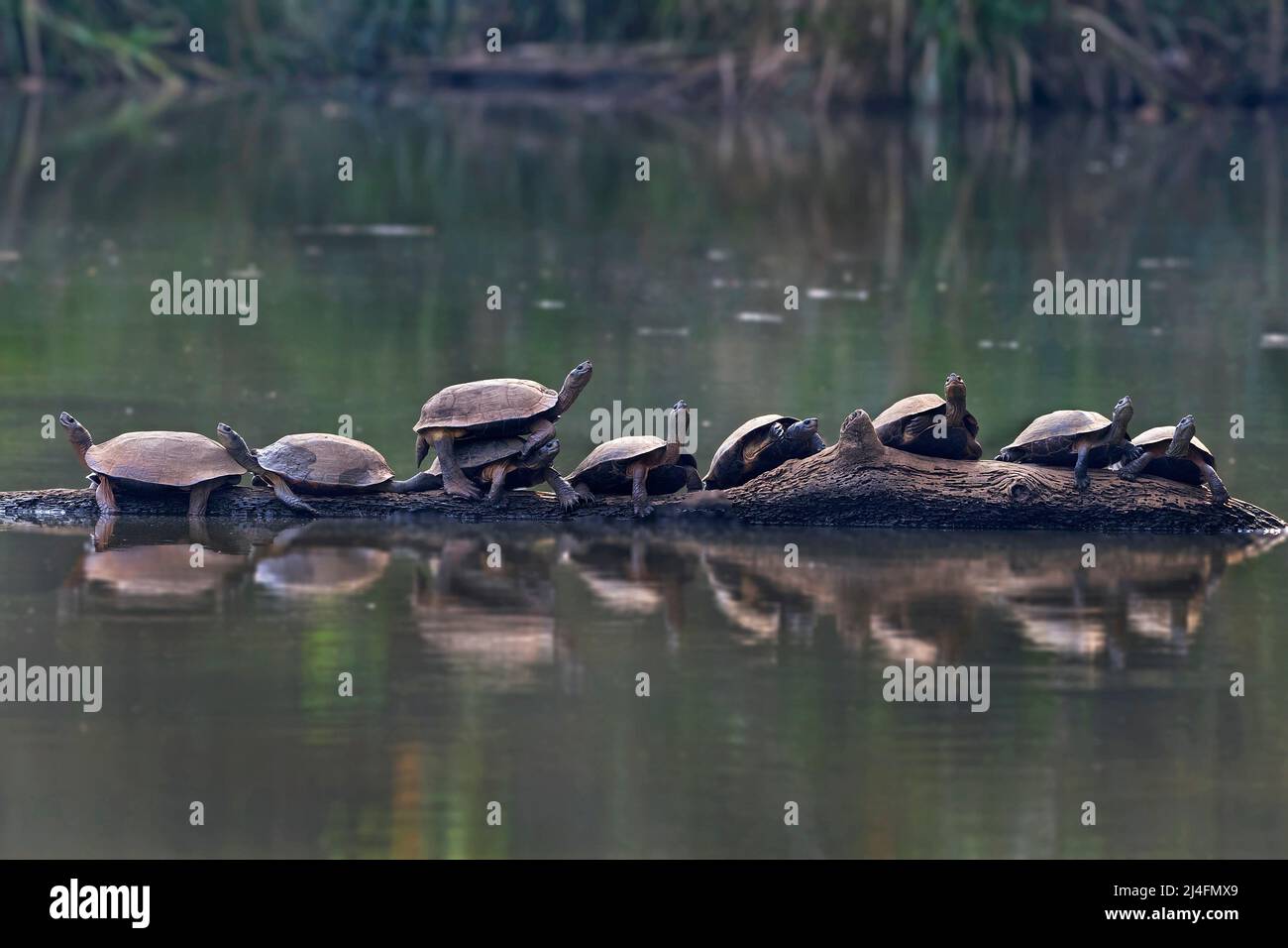 L'immagine della tartaruga nera indiana (Melanochelys trijuga) o terrapina indiana dello stagno è stata presa a dandlei, Karnataka, India. Foto Stock