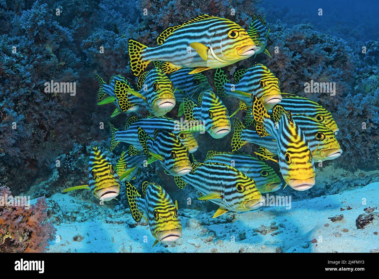 Dolcificanti orientali (Plectorhinchus vittatus), atollo di Ari, Maldive, Oceano Indiano, Asia Foto Stock