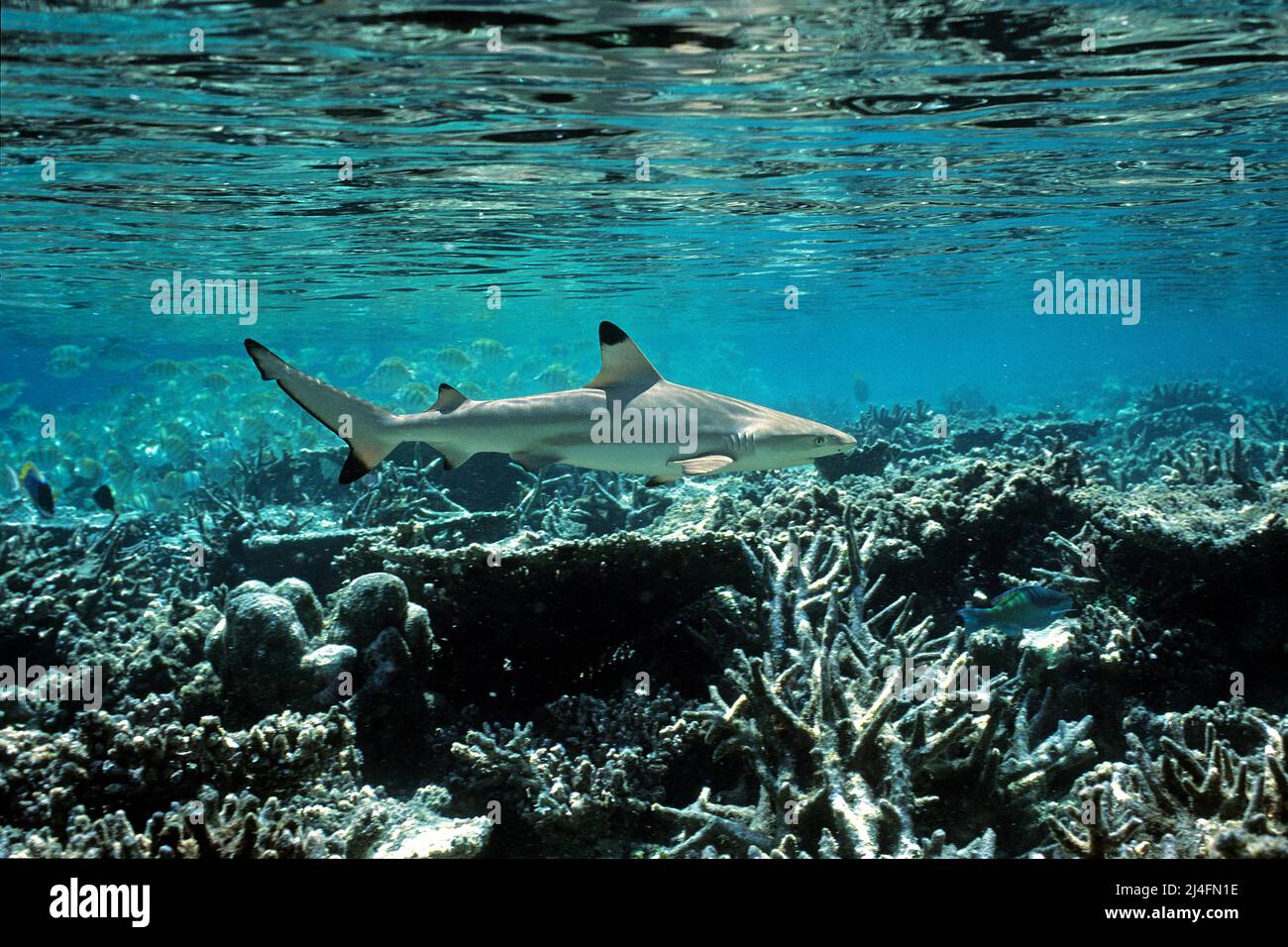 Squali della barriera corallina (Carcharhinus melanopterus), nuoto su una barriera corallina, Atollo di Ari, Maldive, Oceano Indiano, Asia Foto Stock