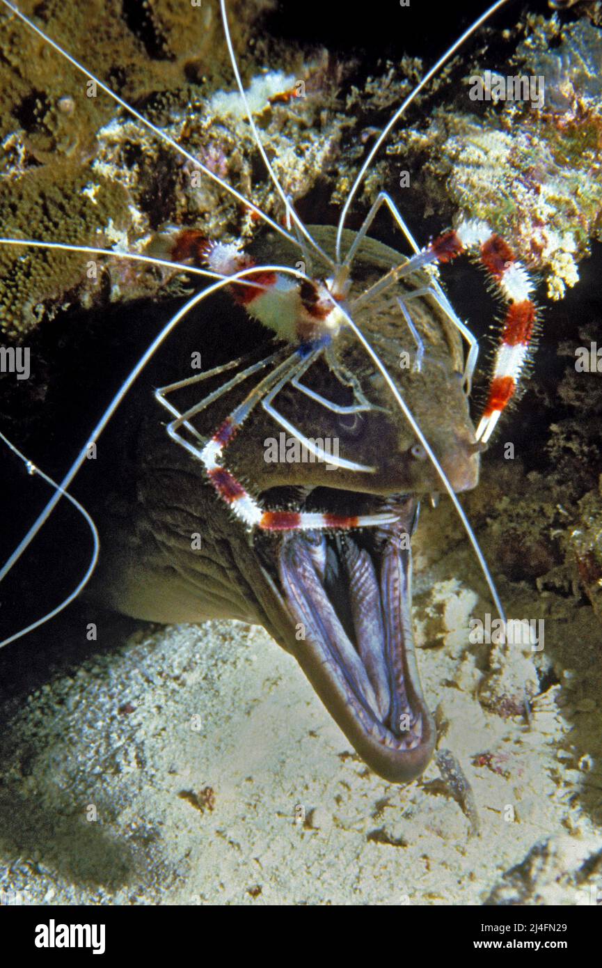 Lo Shrimp di corallo a bande (Stenopus hispidus) pulisce un morano gigante (Gymnothorax javanicus), stazione di pulizia, Atollo di maschio del Nord, Maldive, Oceano Indiano, Asia Foto Stock