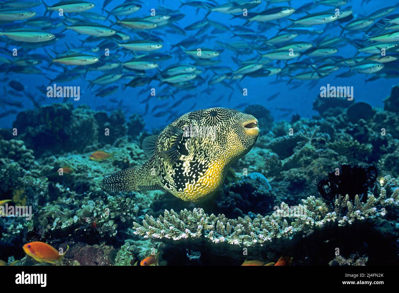 Mappa puffer (Arothron mappa) in una barriera corallina, dietro fusilier a bande scure, Neon fusilier (mattonella Pterocaesio), scuola, Atollo Ari, Maldive Foto Stock
