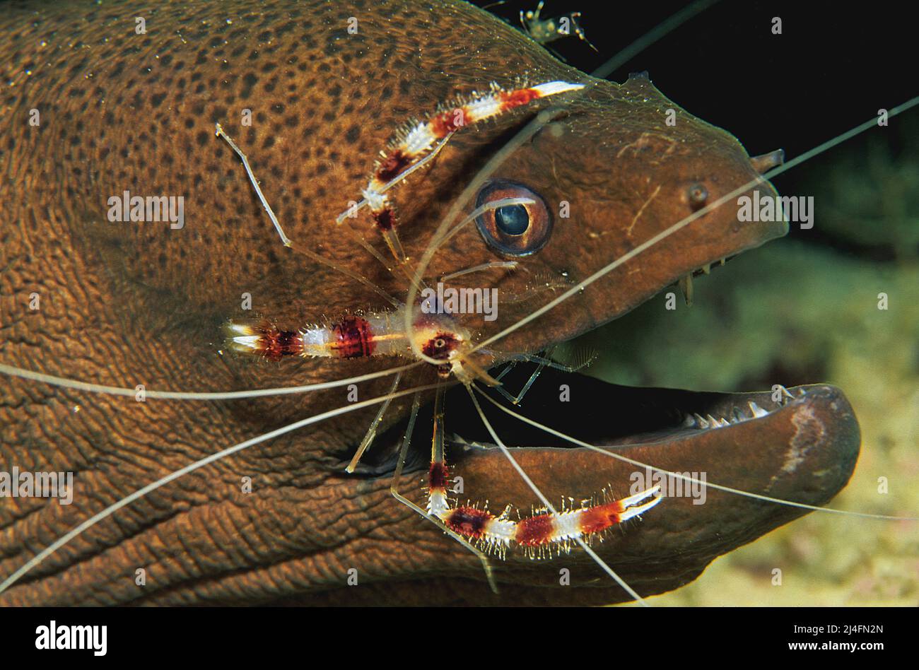Lo Shrimp di corallo a bande (Stenopus hispidus) pulisce un morano gigante (Gymnothorax javanicus), stazione di pulizia, Atollo di maschio del Nord, Maldive, Oceano Indiano, Asia Foto Stock