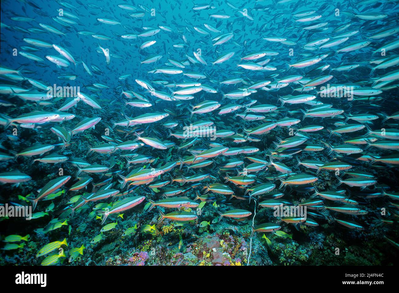 Una scuola di fusilier a bande scure, Neon fusilier (piastrelle Pterocaesio) che nuota su una barriera corallina, Ari Atoll, Maldive, Oceano Indiano, Asia Foto Stock